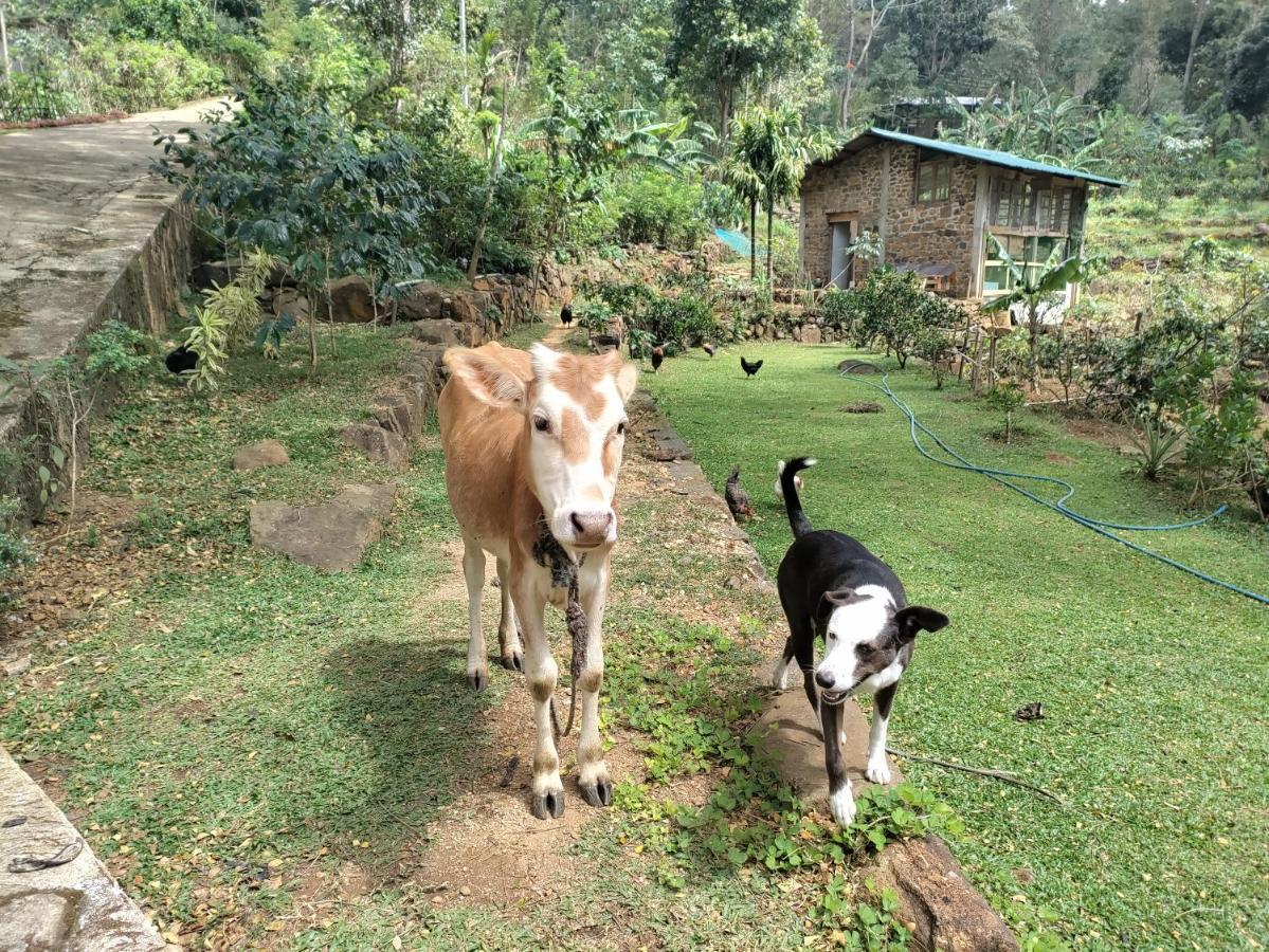 Glenmyu Estate Haputale